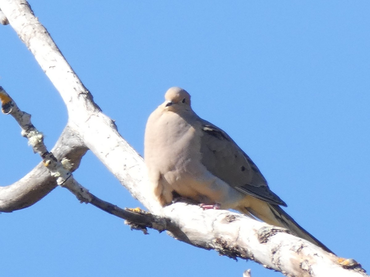 Mourning Dove - Thomas Ouchterlony