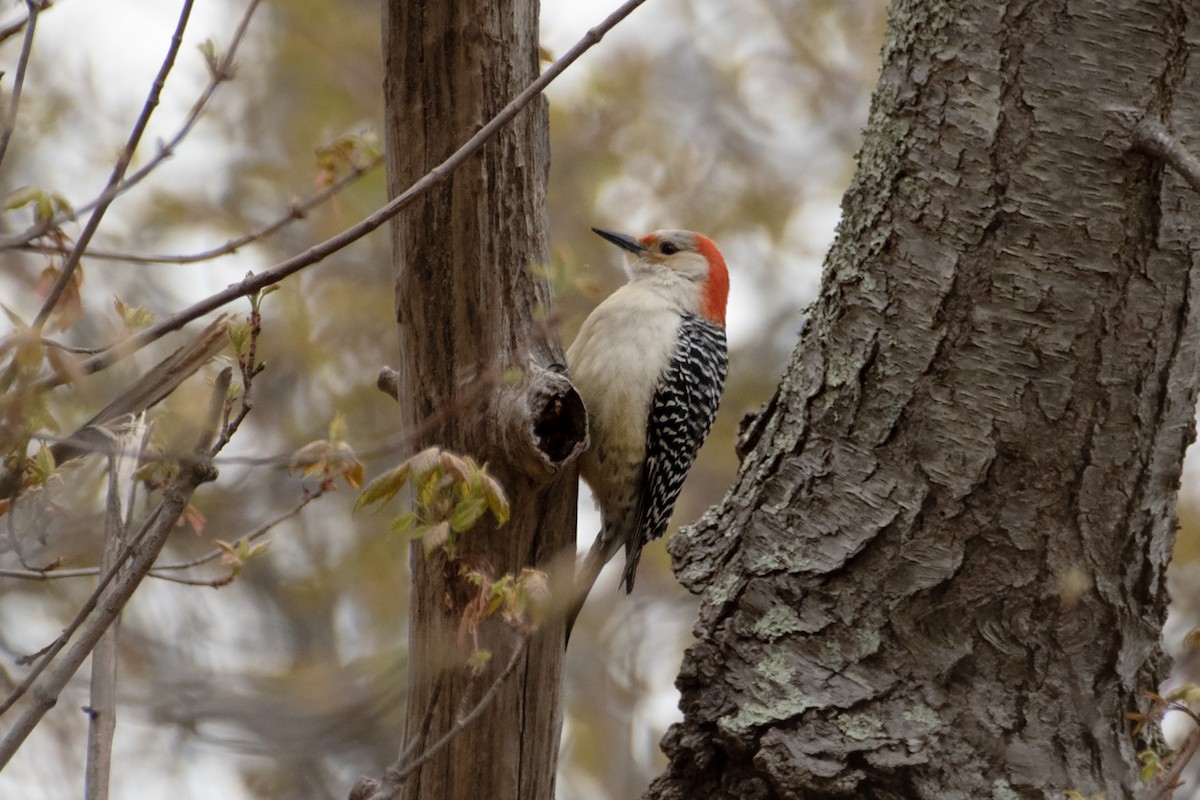 Red-bellied Woodpecker - ML617893294