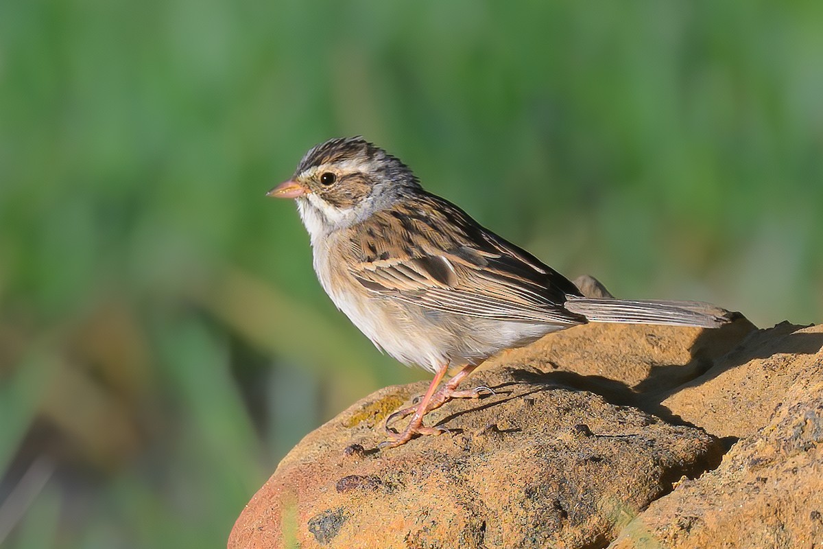 Clay-colored Sparrow - ML617893357