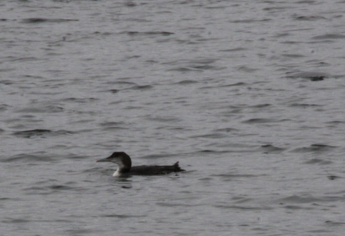 Common Loon - cammy kaynor