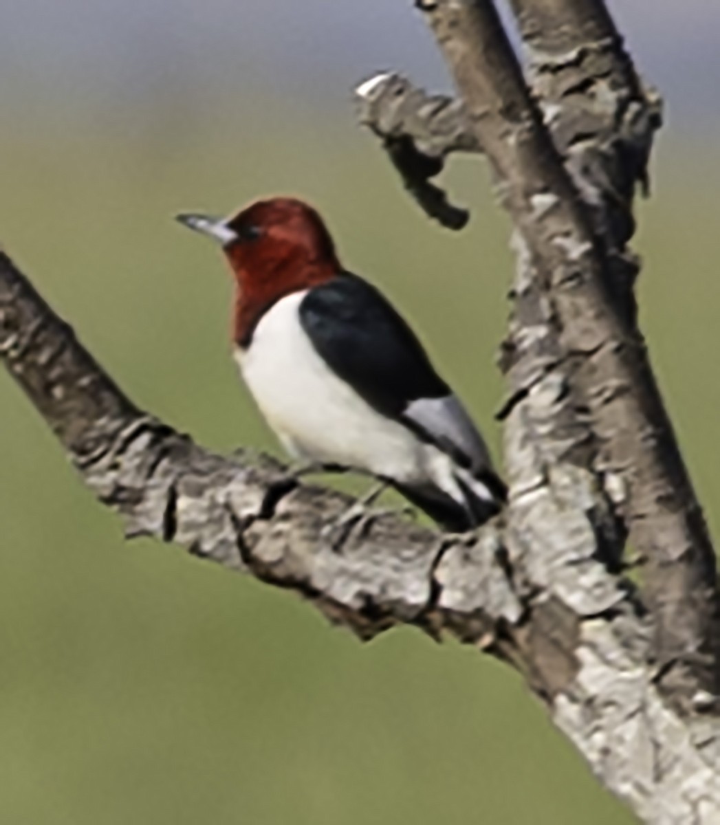 Red-headed Woodpecker - ML617893363