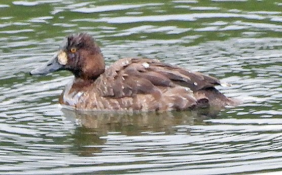 Greater/Lesser Scaup - ML617893418