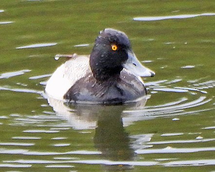 Greater/Lesser Scaup - ML617893430