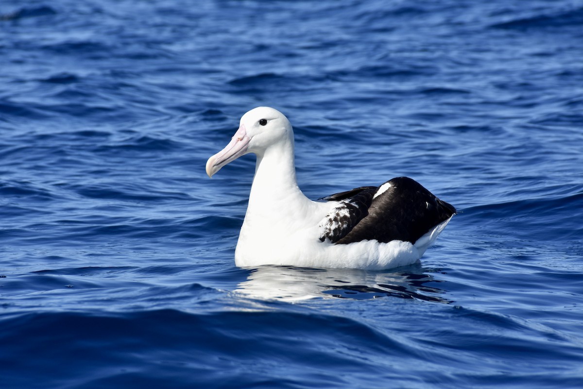 Northern Royal Albatross - Mathieu  Poot