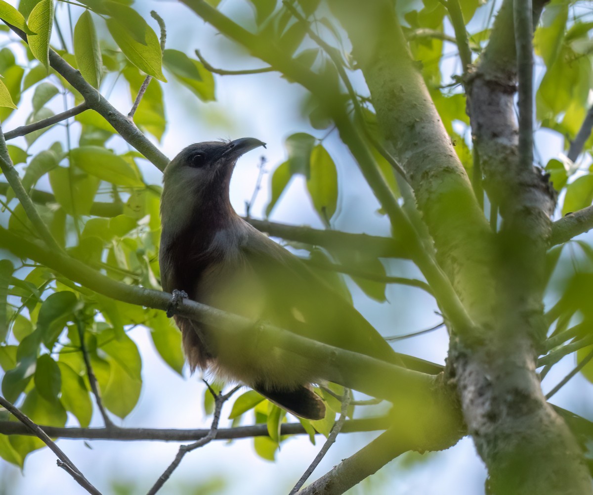 Bay-breasted Cuckoo - Mel Senac