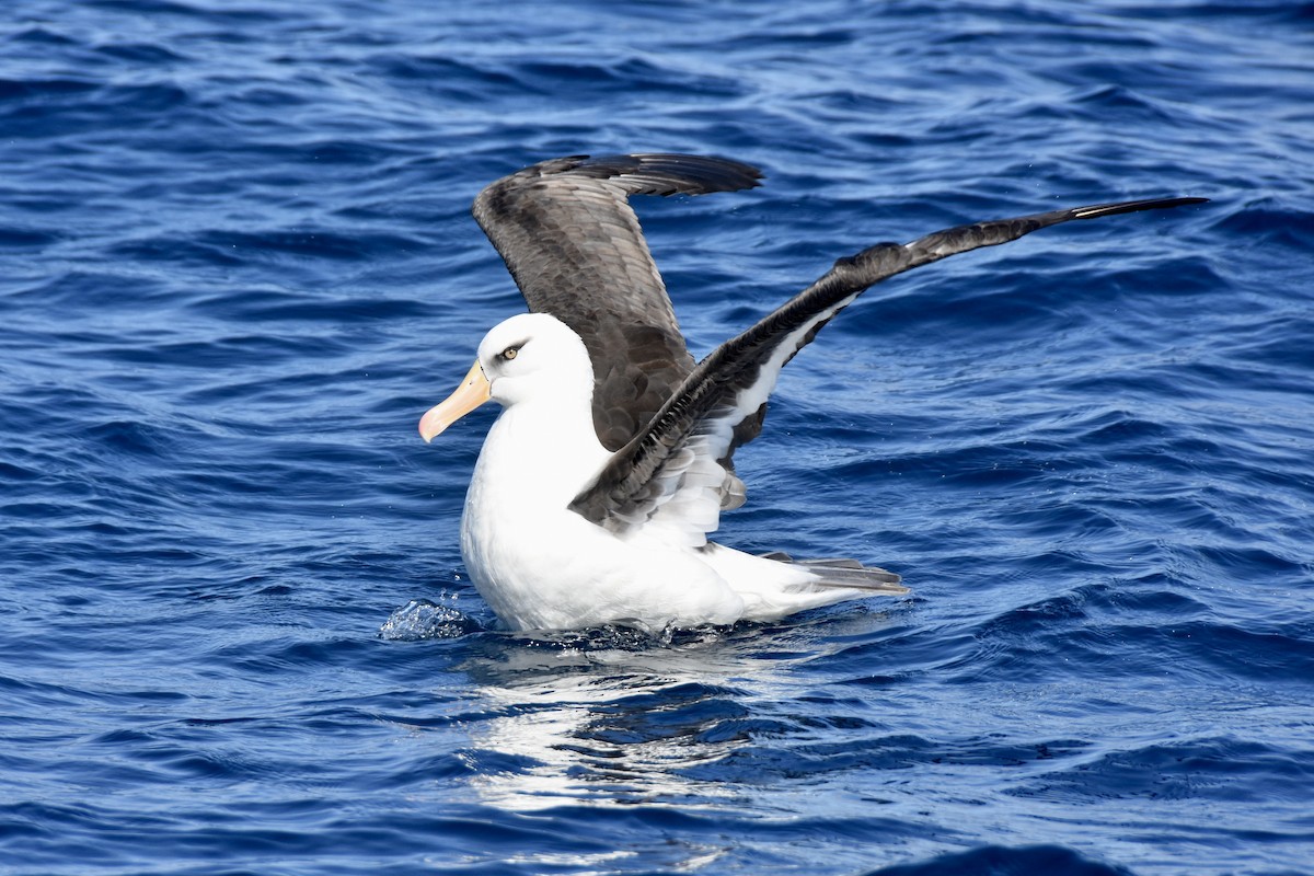 Black-browed Albatross (Campbell) - ML617893546