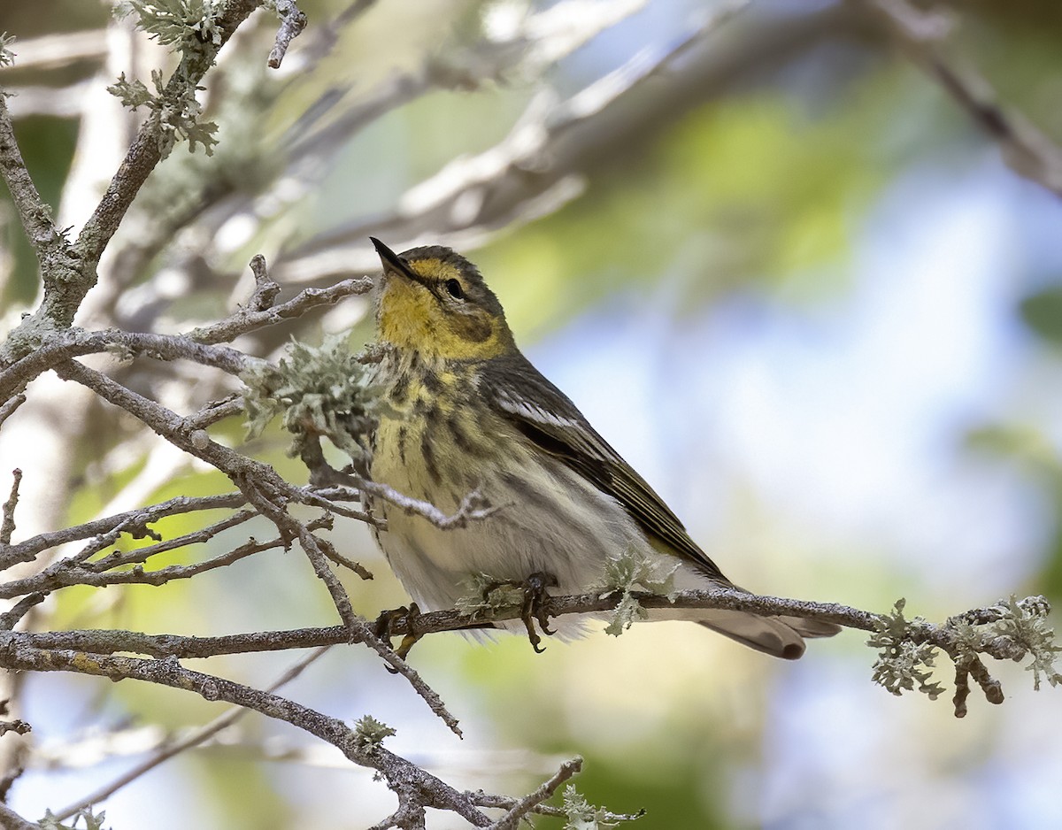 Cape May Warbler - ML617893550