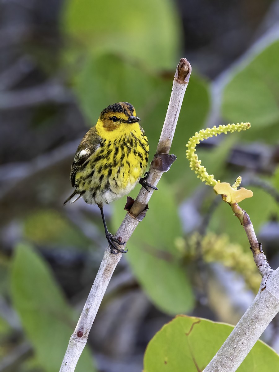 Cape May Warbler - ML617893552