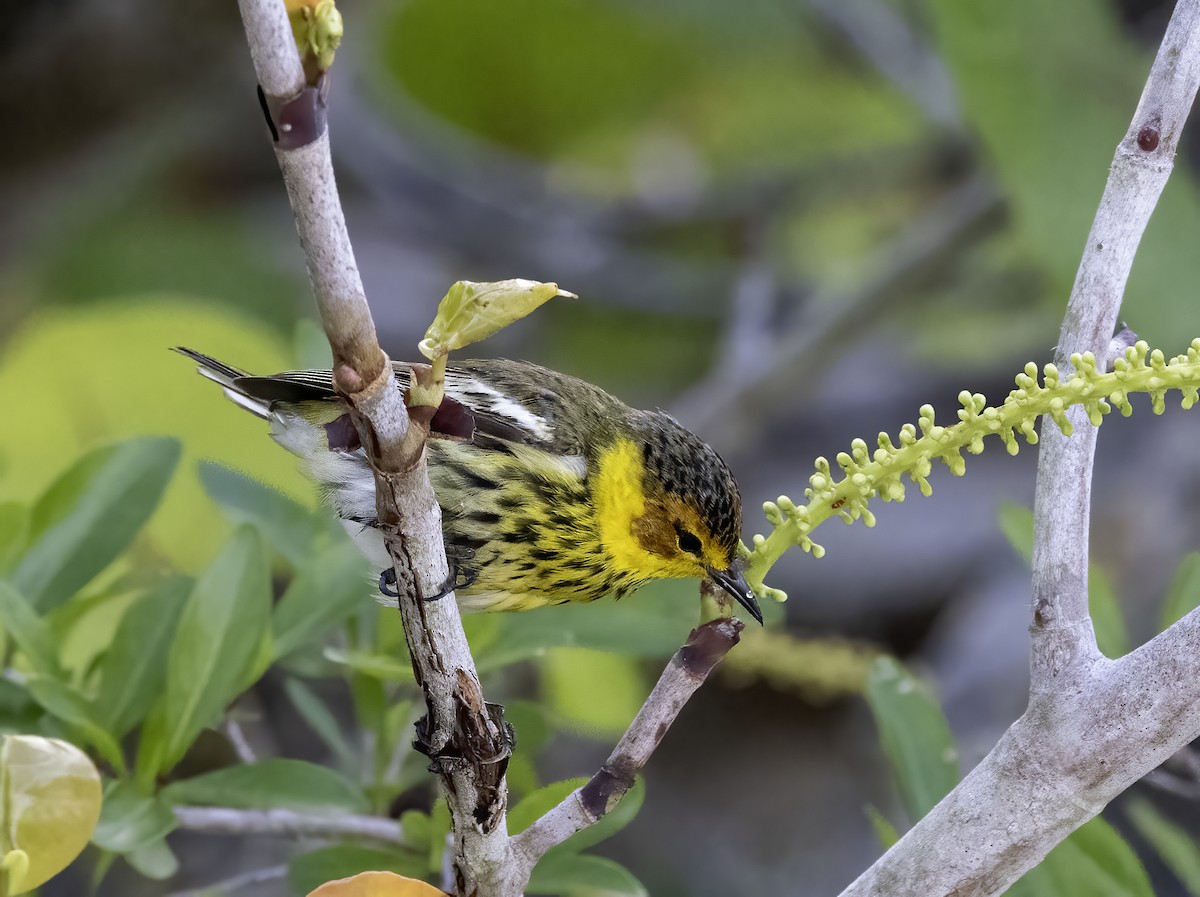 Cape May Warbler - ML617893554