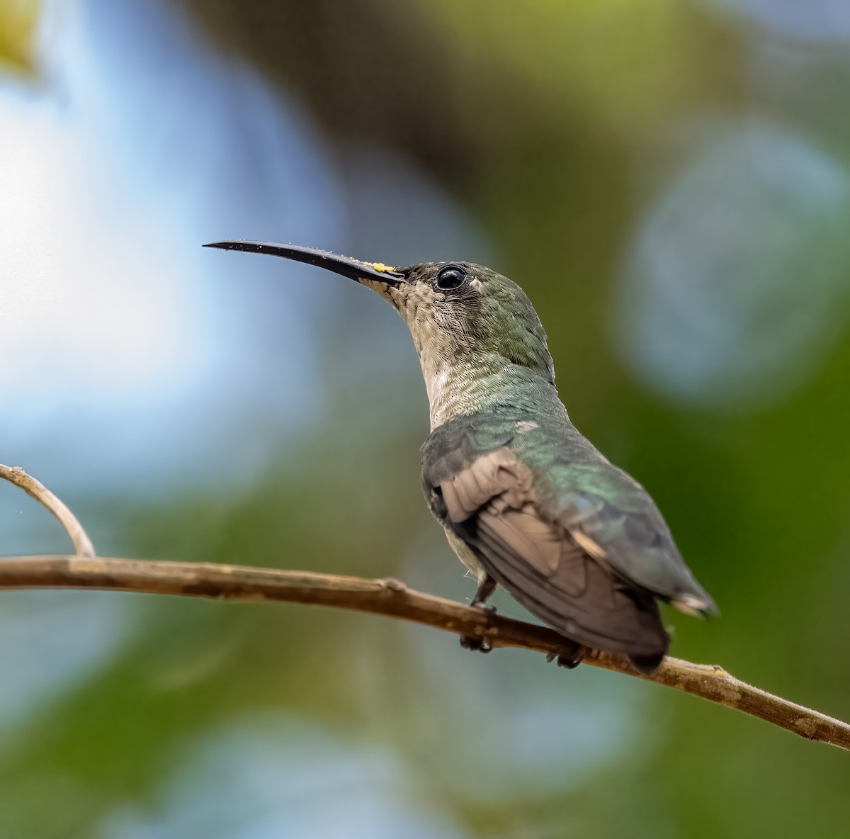 kolibřík hispaniolský - ML617893562