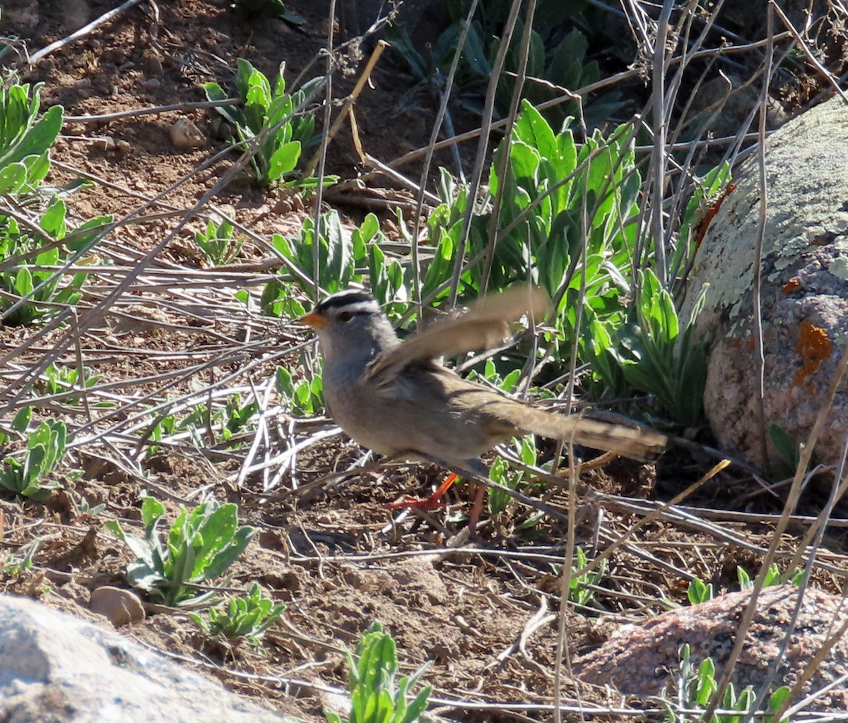 White-crowned Sparrow (Gambel's) - ML617893594
