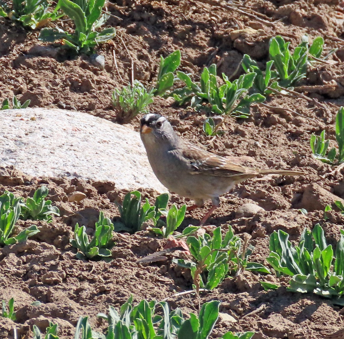 White-crowned Sparrow (Gambel's) - ML617893595