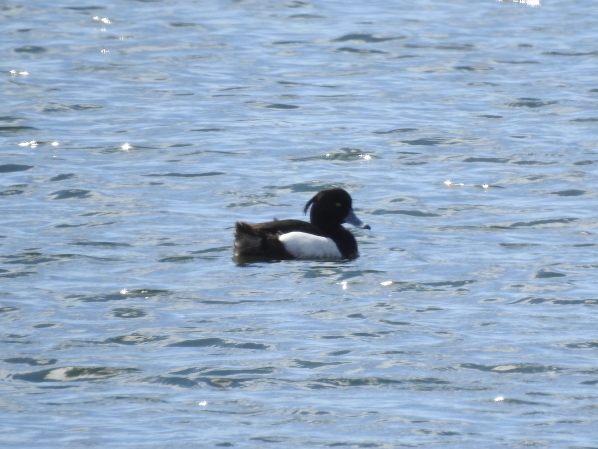 Tufted Duck - ML617893620