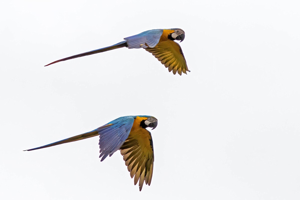 Blue-and-yellow Macaw - Fábio Giordano