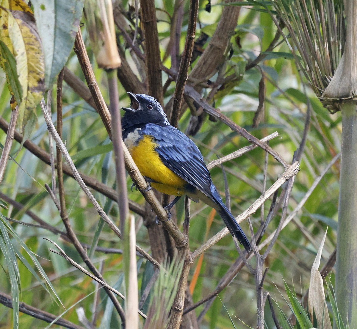 Buff-breasted Mountain Tanager - ML617893634