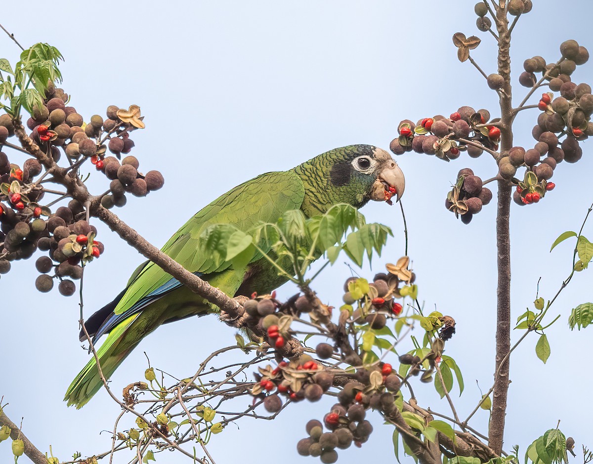 Hispaniolan Parrot - Mel Senac