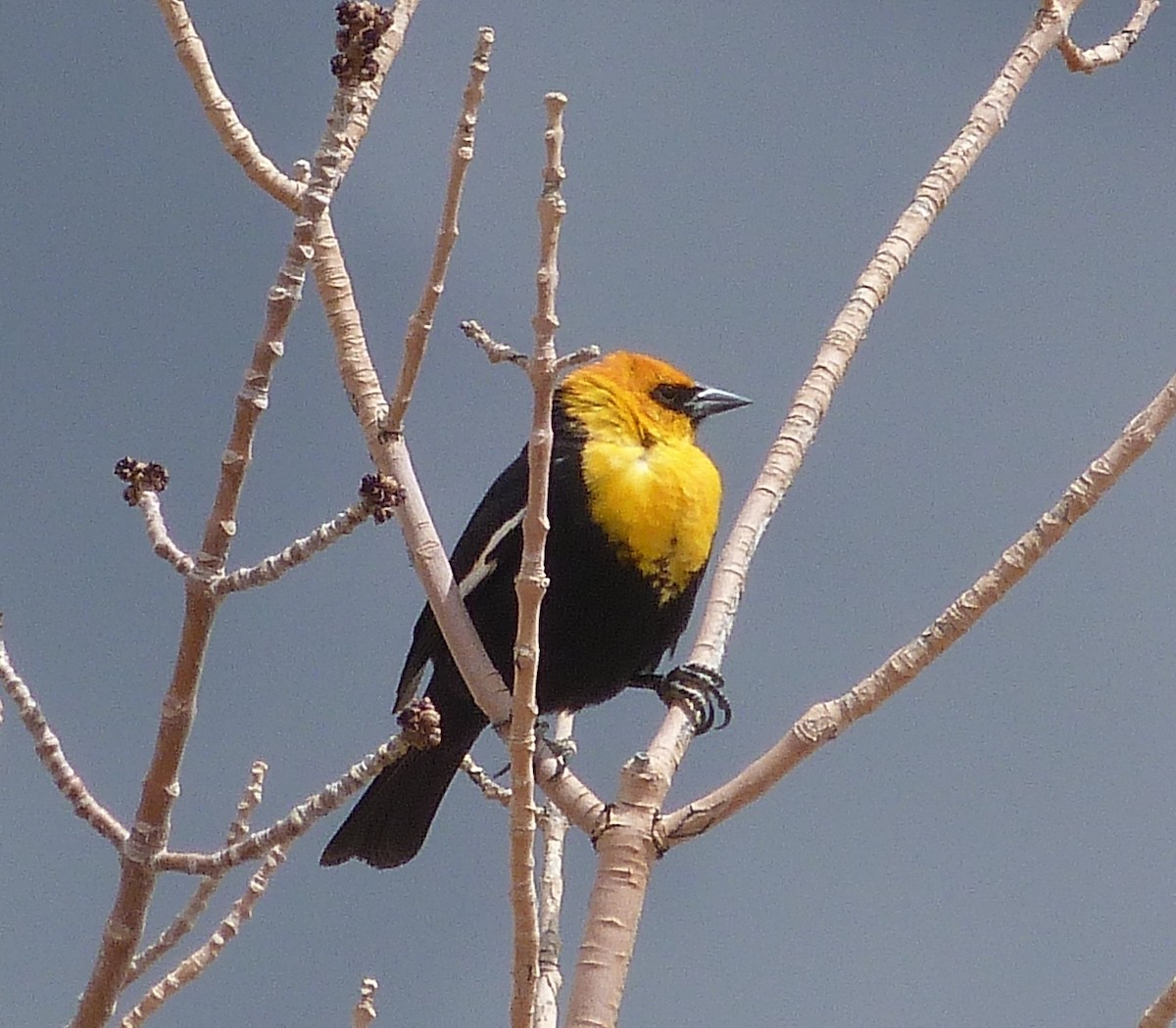 Yellow-headed Blackbird - ML617893648