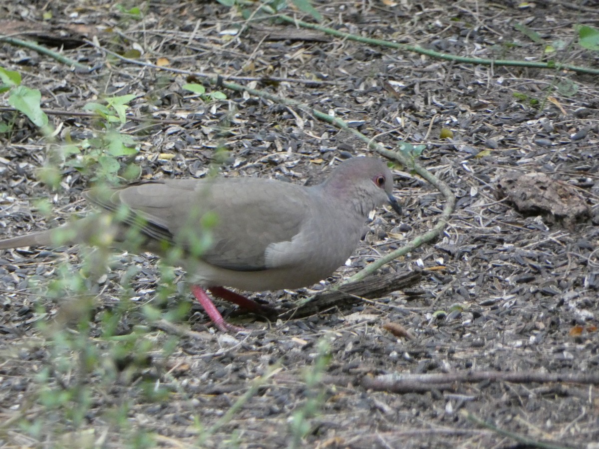 White-tipped Dove - Kevin Hayes