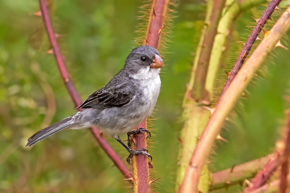 White-bellied Seedeater - ML617893673
