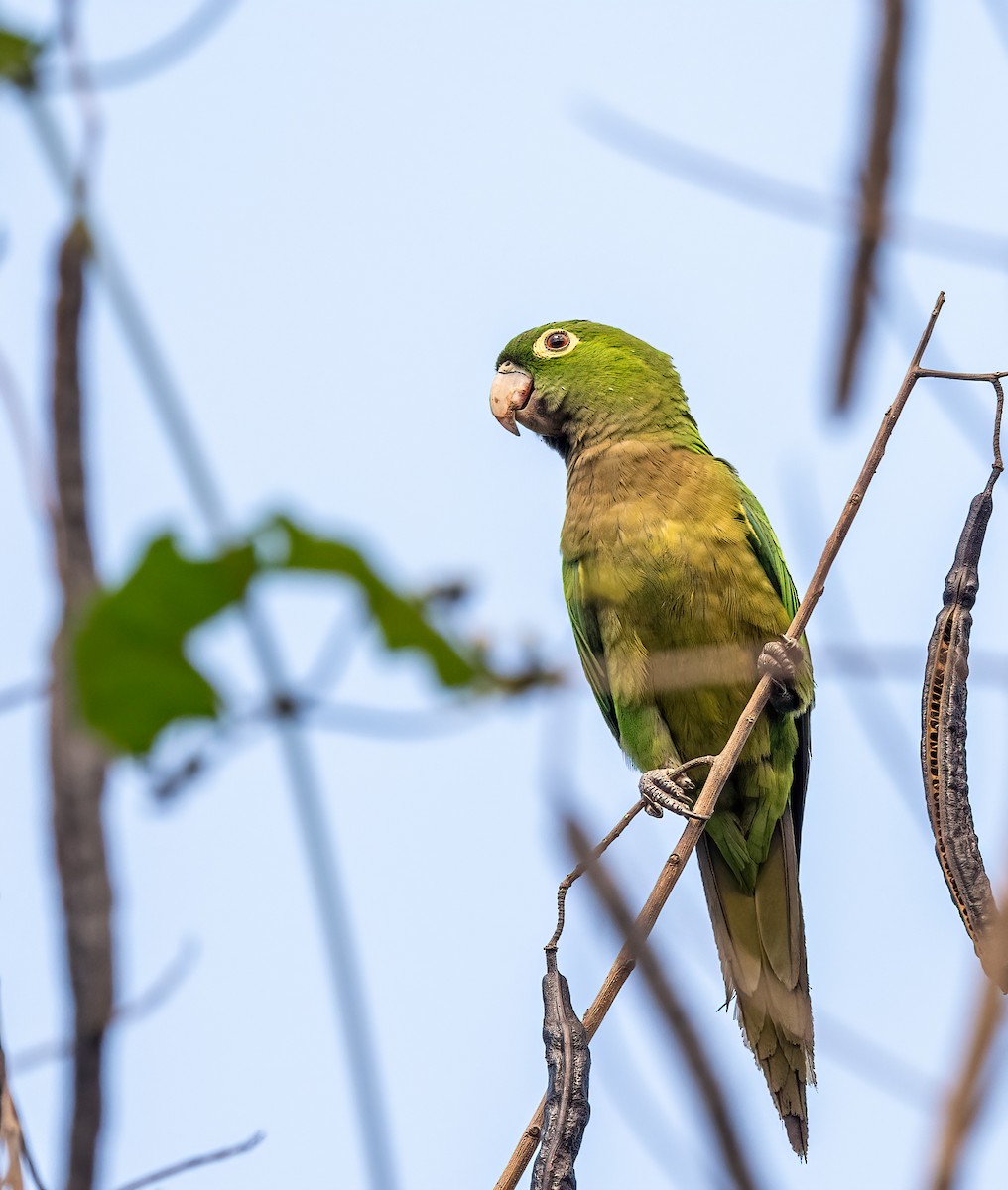 Hispaniolan Parakeet - Mel Senac