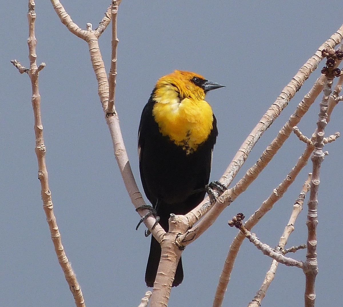 Yellow-headed Blackbird - Kenneth Stinchcomb