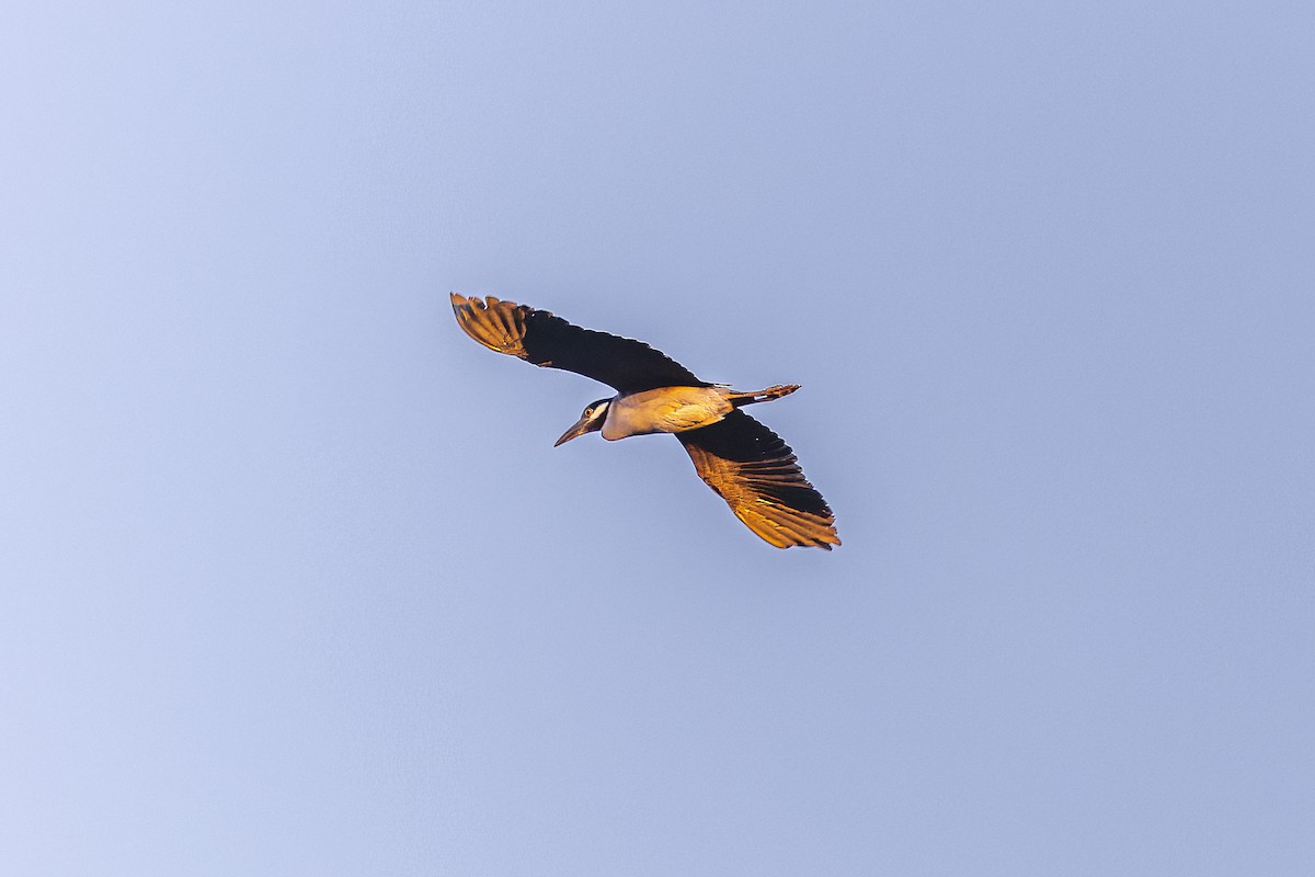 Yellow-crowned Night Heron - Jack Crowe