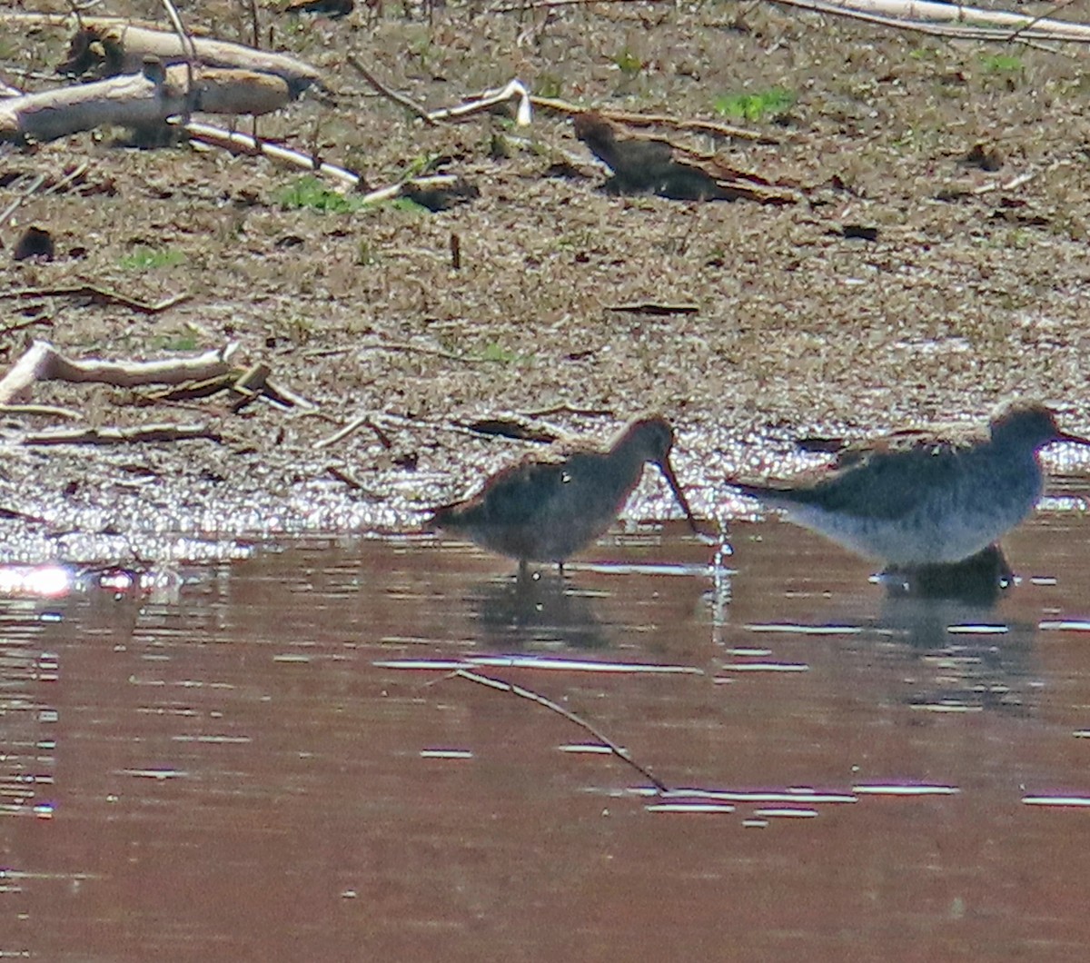 Long-billed Dowitcher - ML617893692
