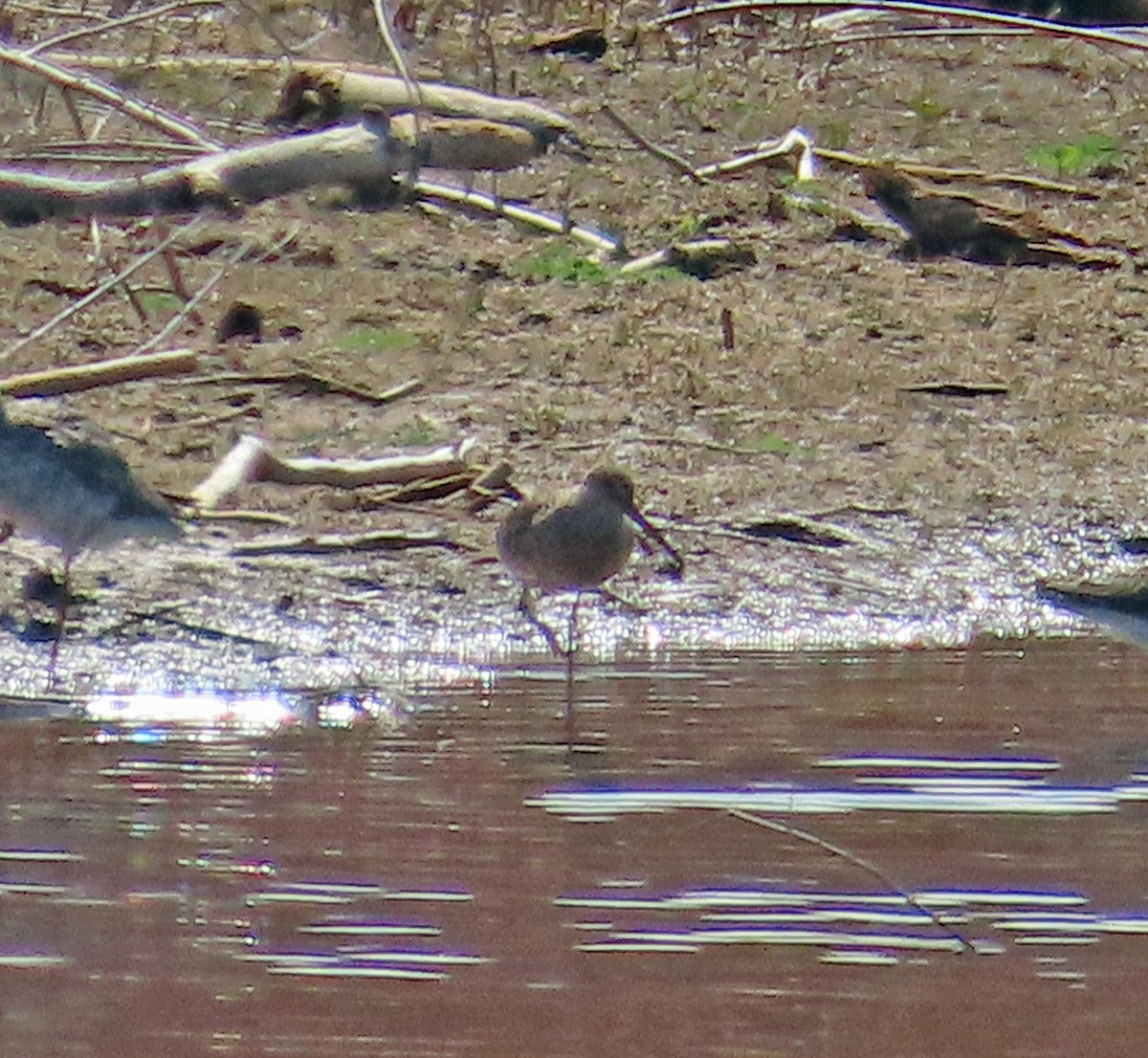 Long-billed Dowitcher - ML617893693