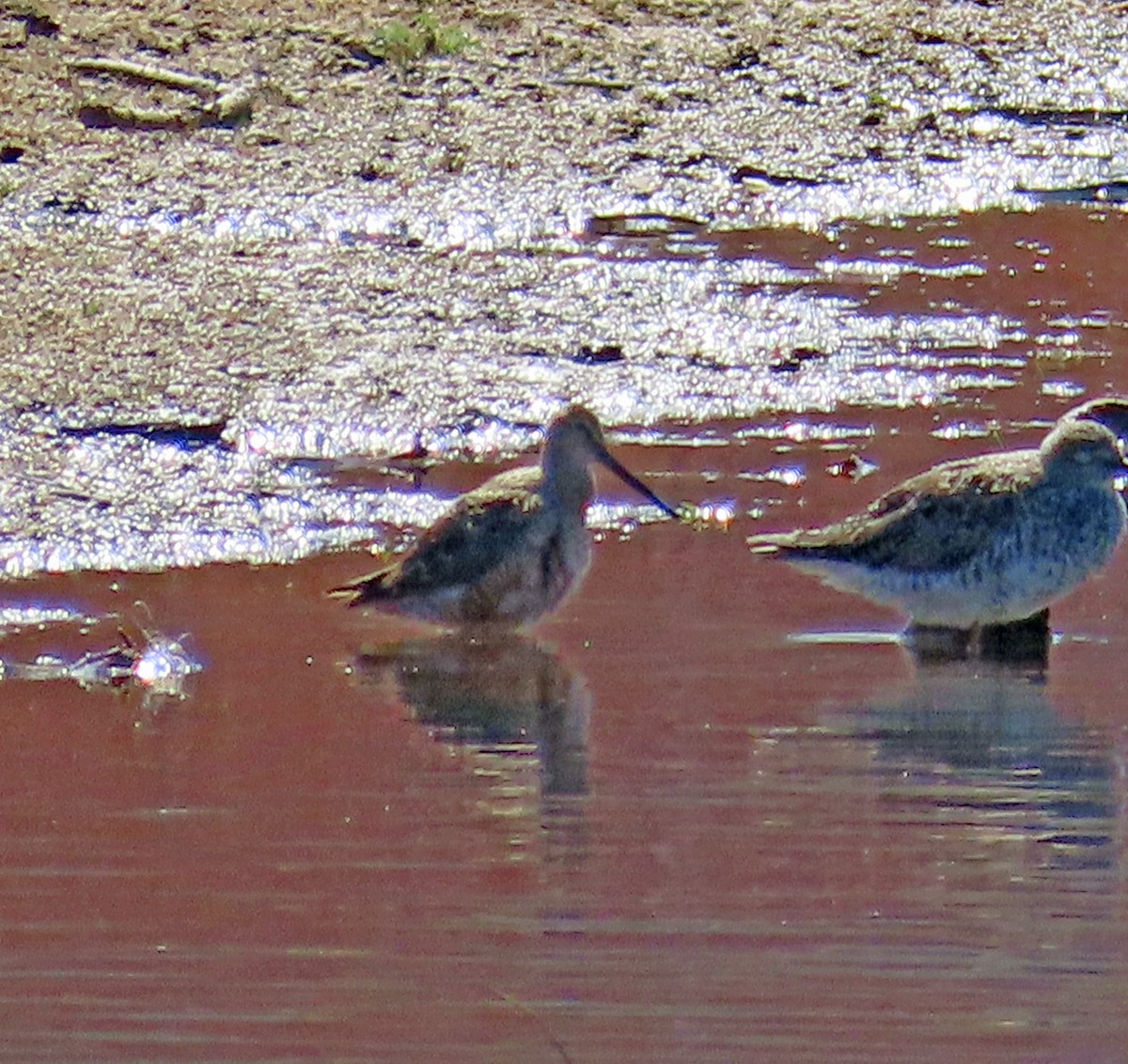 Long-billed Dowitcher - ML617893694
