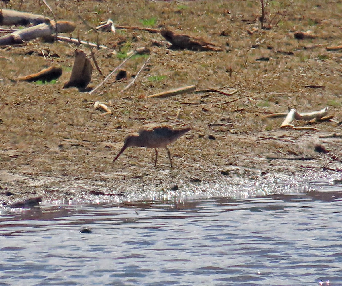 Long-billed Dowitcher - ML617893696