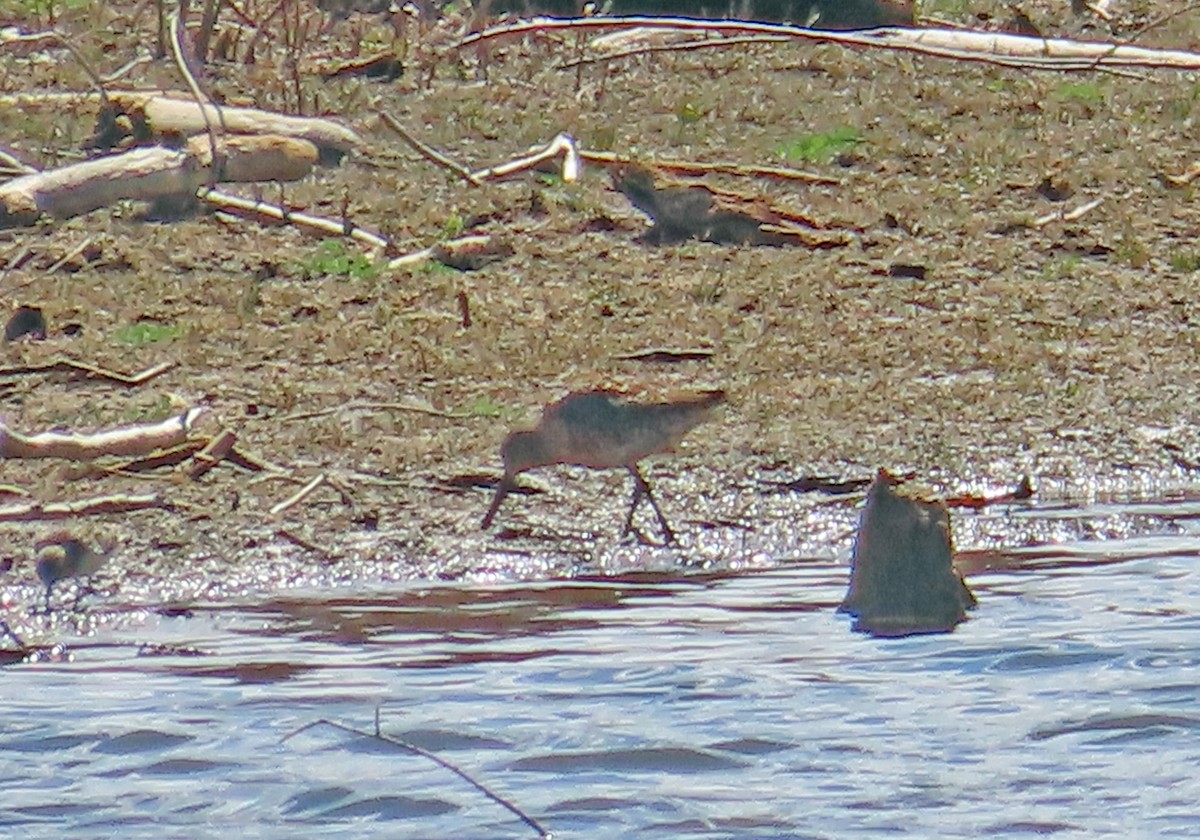 Long-billed Dowitcher - ML617893697