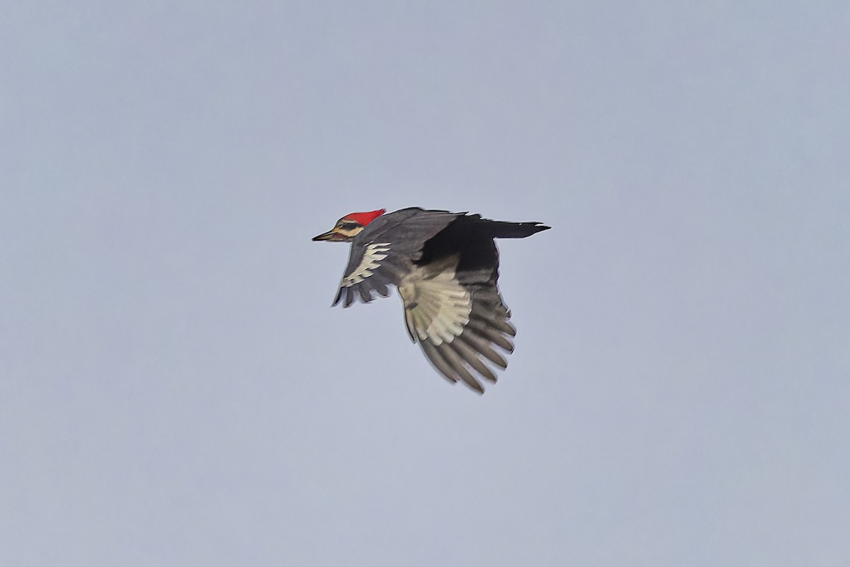 Pileated Woodpecker - ML617893702