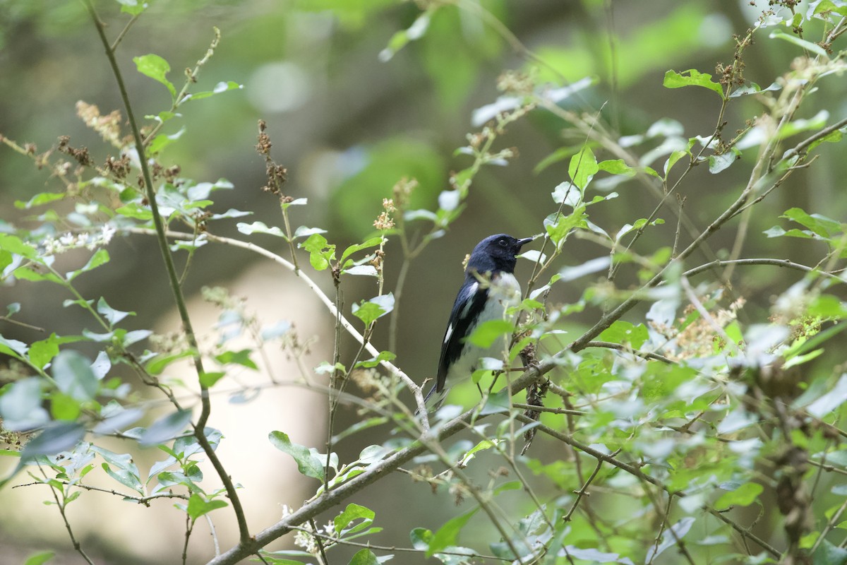 Black-throated Blue Warbler - ML617893703