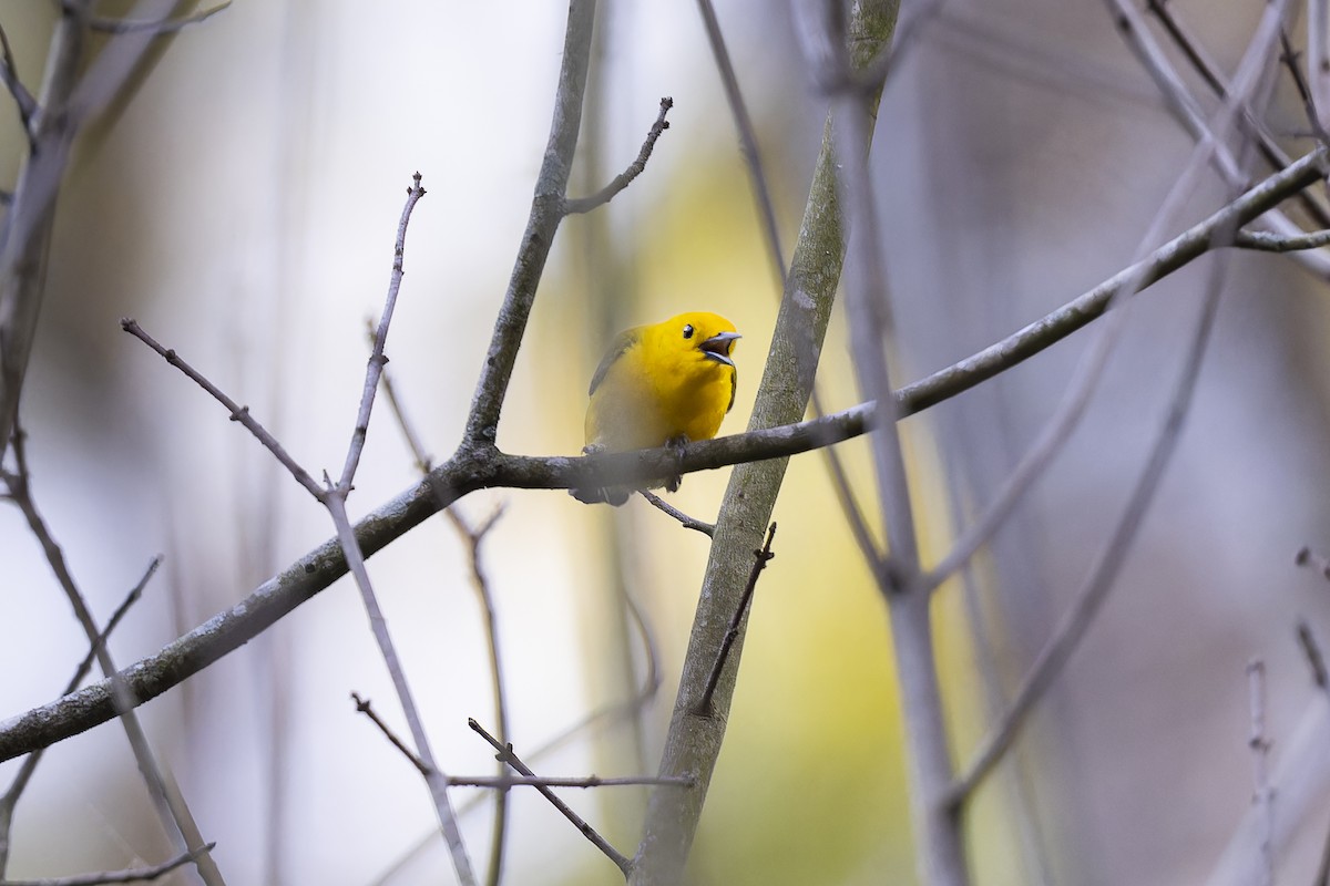 Prothonotary Warbler - ML617893712