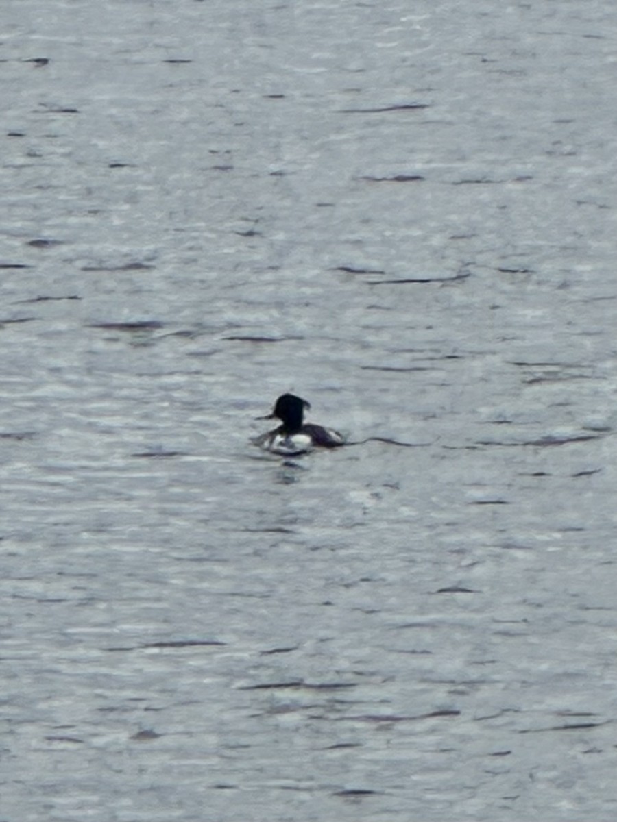 Tufted Duck - ML617893714