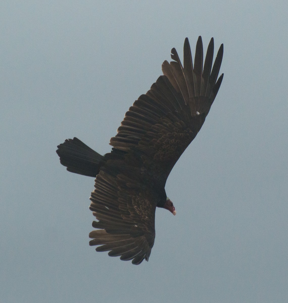 Turkey Vulture - Thierry Rabau