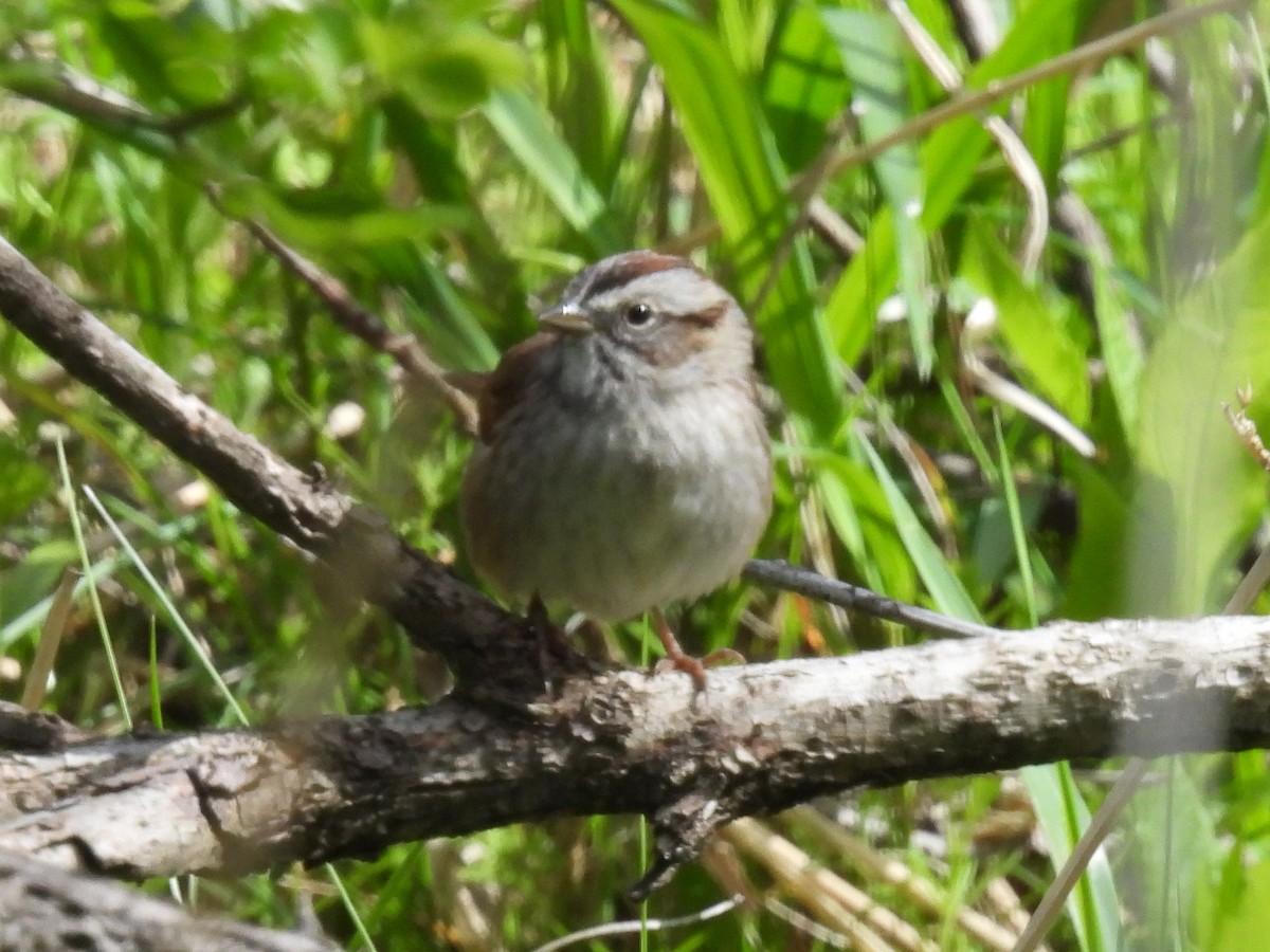 Swamp Sparrow - ML617893740