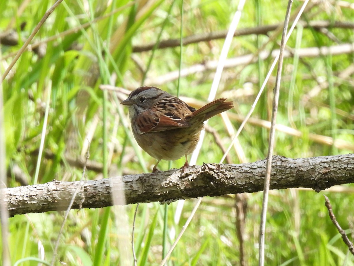 Swamp Sparrow - ML617893742