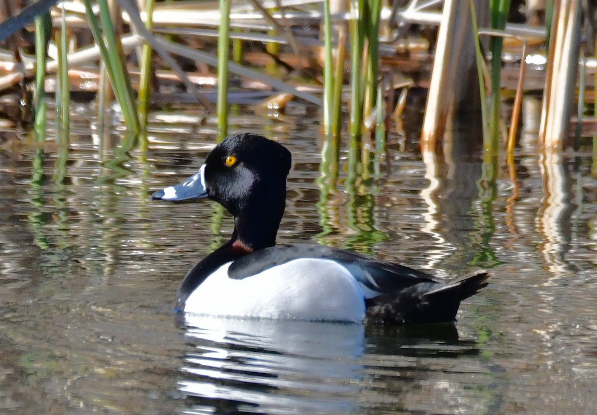 Ring-necked Duck - ML617893745