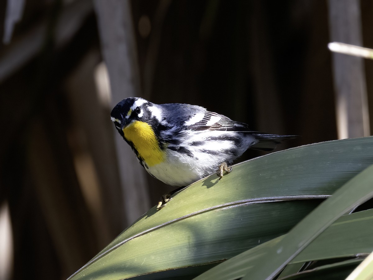 Yellow-throated Warbler - ML617893753