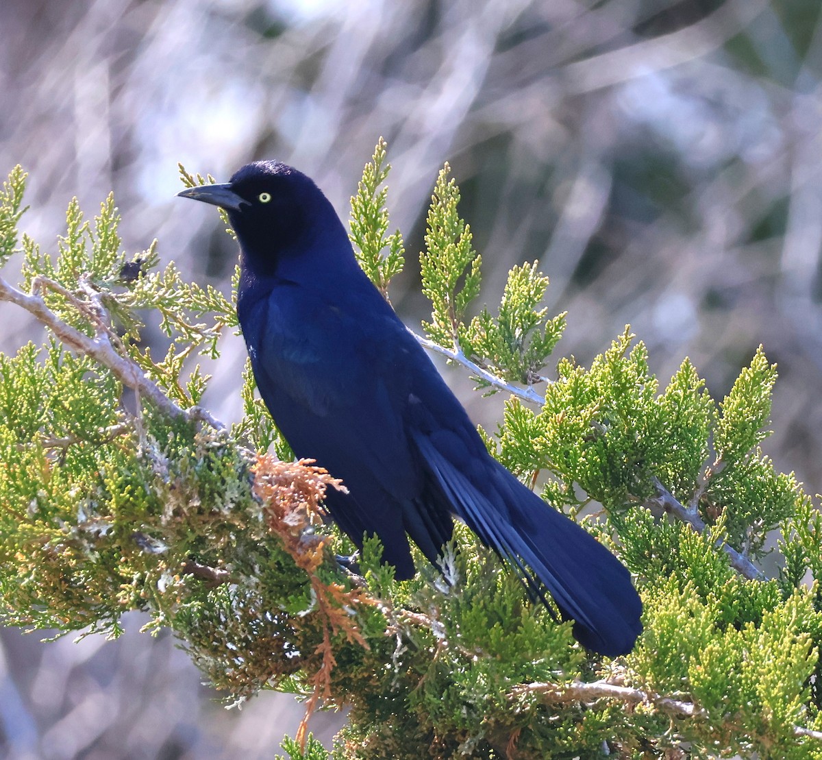 Boat-tailed Grackle - ML617893777