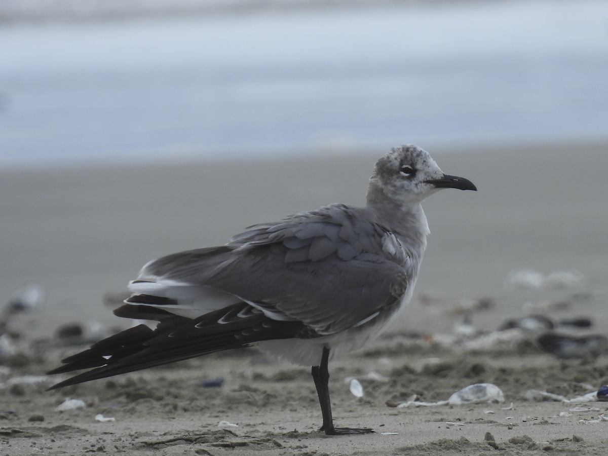 Laughing Gull - Jeanette Stone