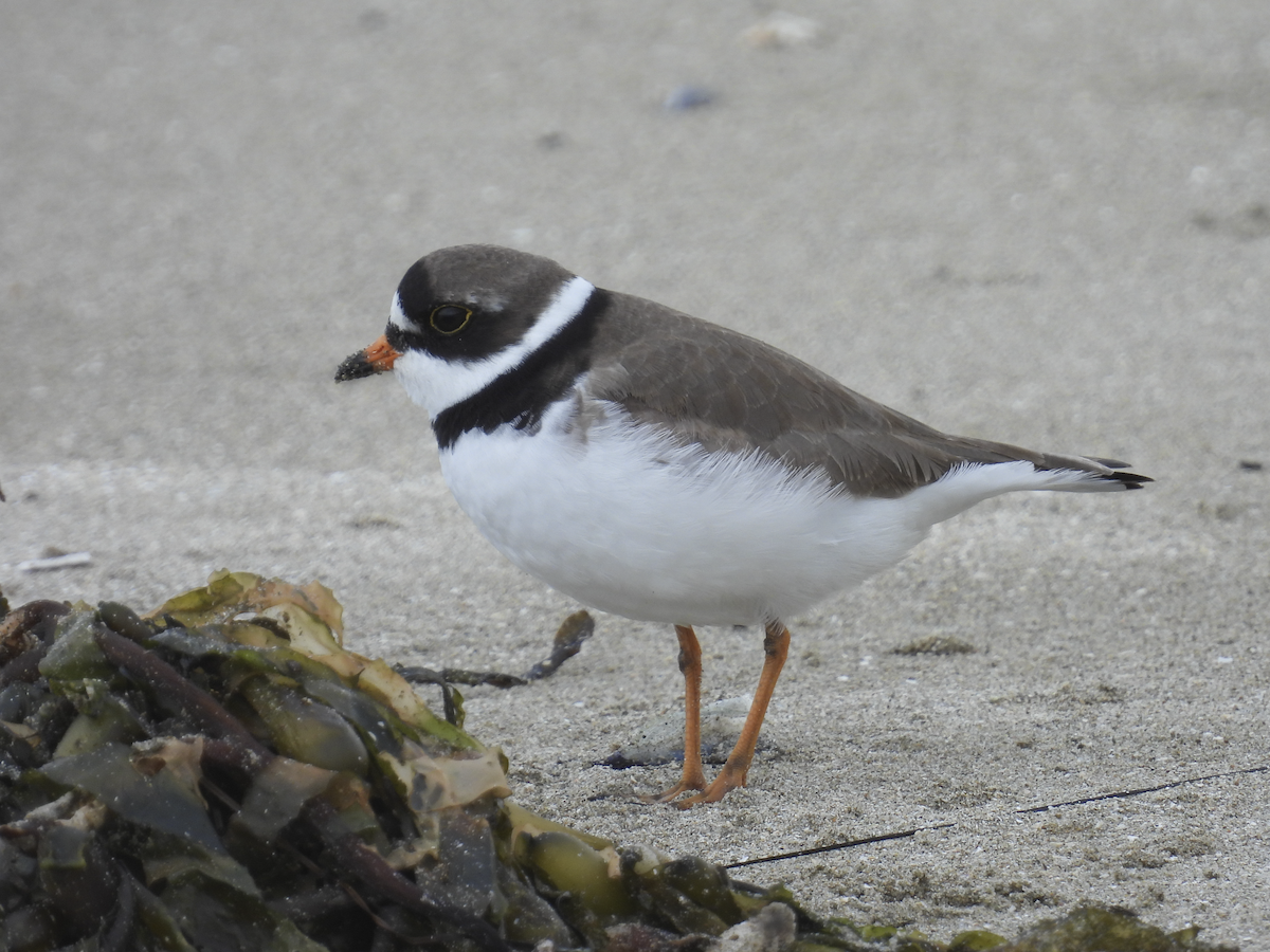 Semipalmated Plover - ML617893820