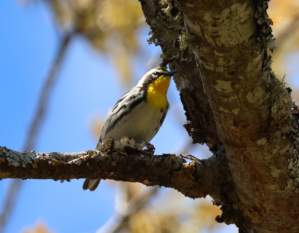 Yellow-throated Warbler - ML617893862