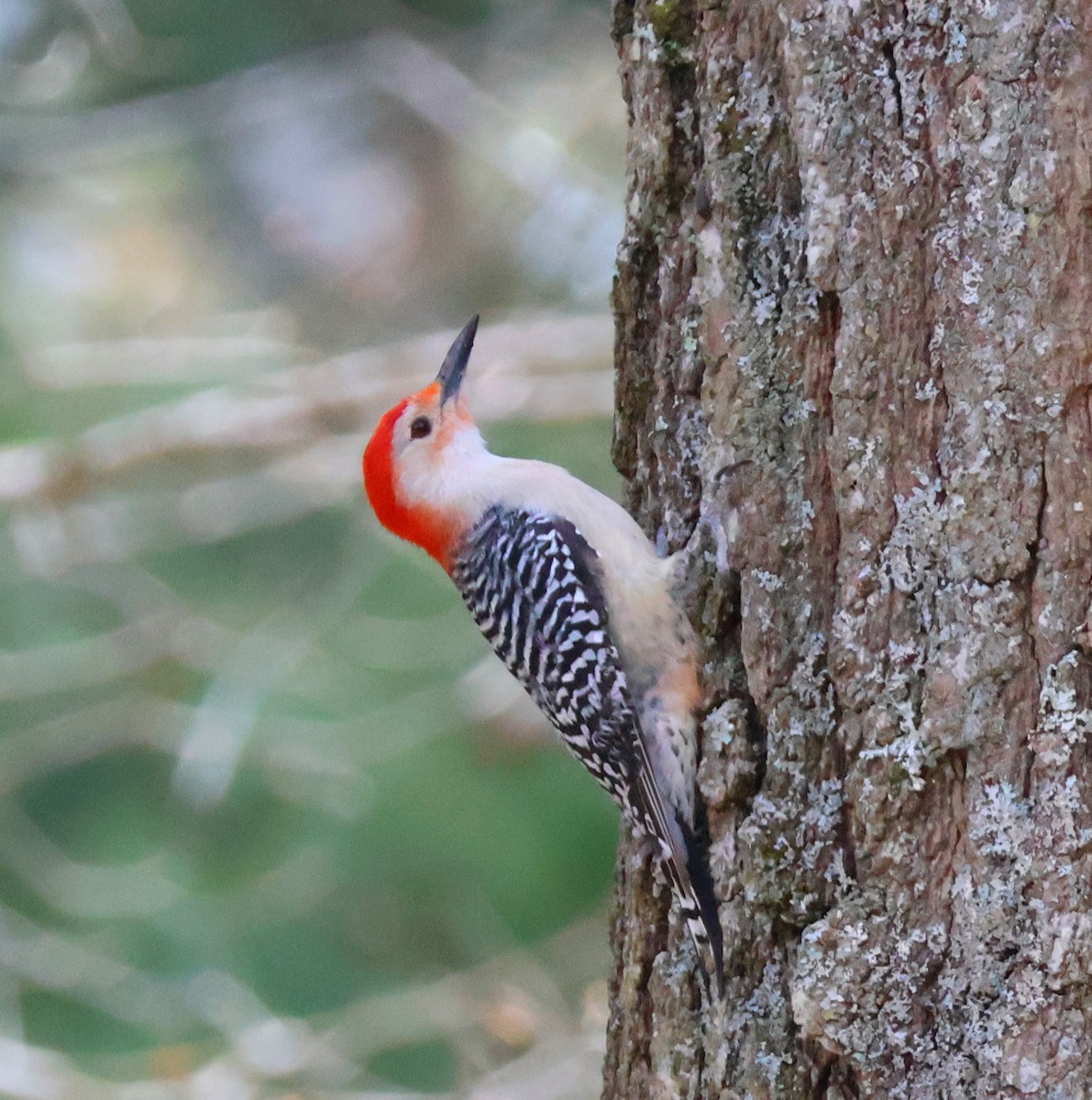Red-bellied Woodpecker - ML617893878