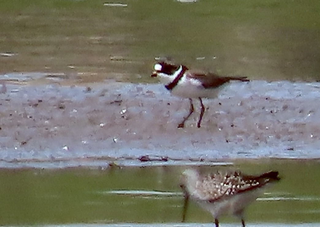 Semipalmated Plover - ML617893892