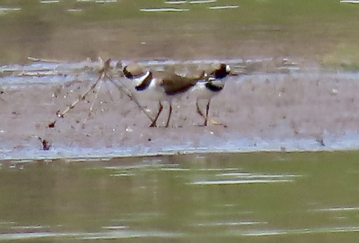 Semipalmated Plover - ML617893893