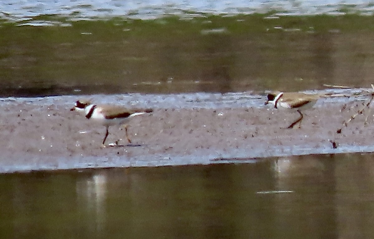 Semipalmated Plover - ML617893894