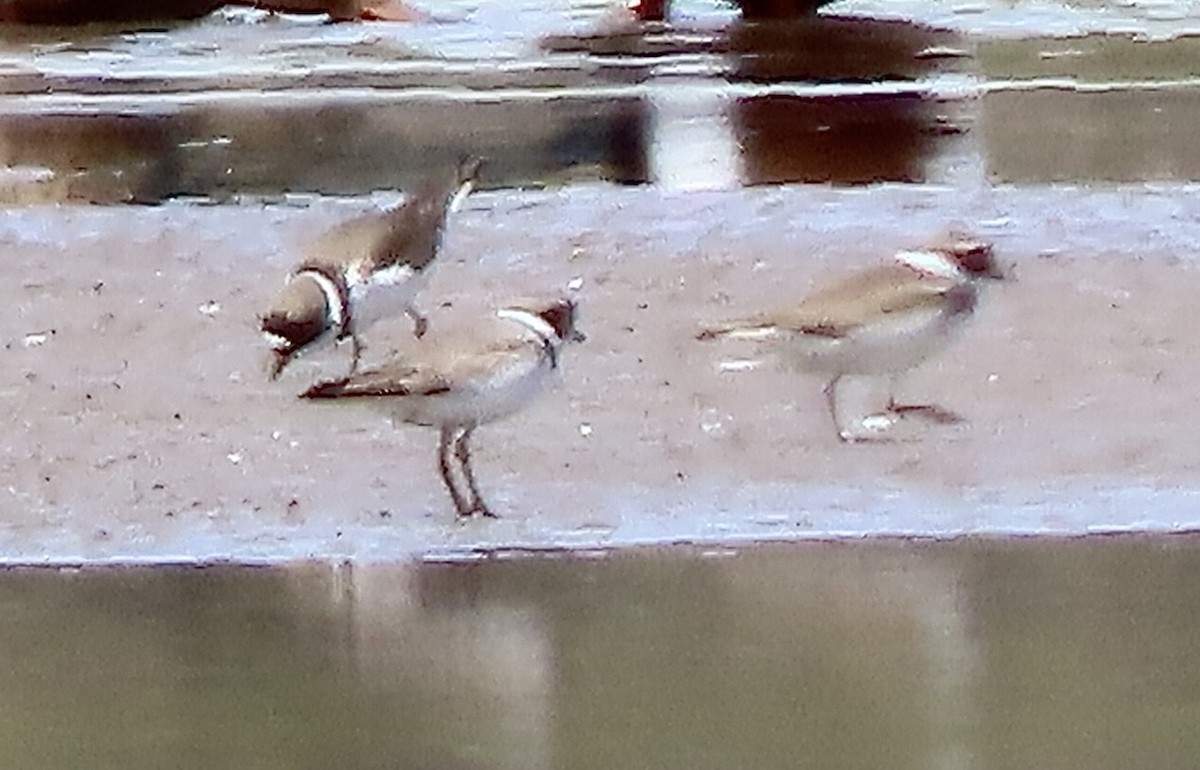 Semipalmated Plover - ML617893895