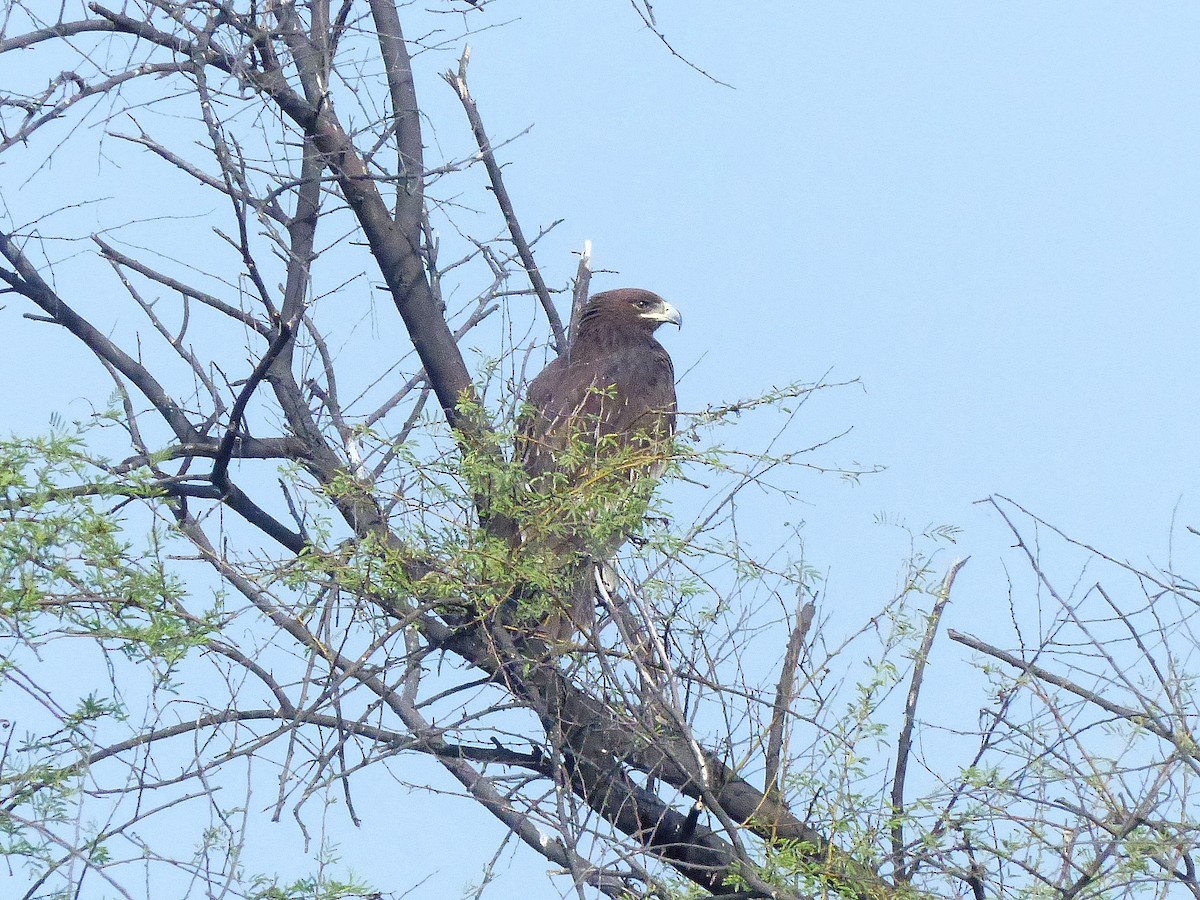 Greater Spotted Eagle - ML617893898